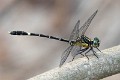 Austrogomphus prasinus male-3